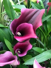 Three Purple Calla Lily (Corms