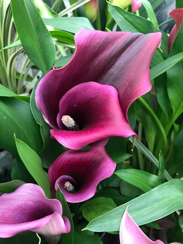 Three purple calla lily - three,