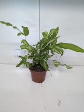 Pteris Cretica Albolineata |