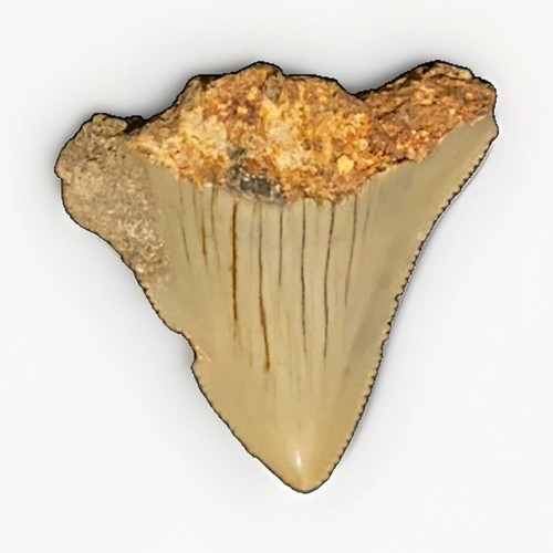 Beautiful megalodon - 1.3”,