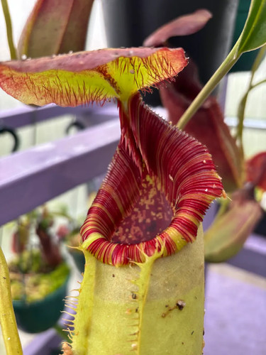 Seed nepenthes spathulata - seed,