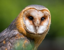 Barn Owl 11x14 Photograph