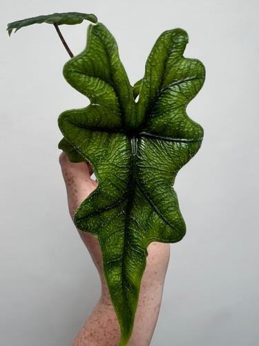 Alocasia jacklyn rare - alocasia,
