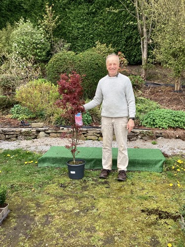 Acer palmatum skeeter - 1, x