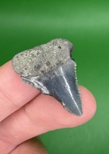 1.2” Great White Shark Tooth