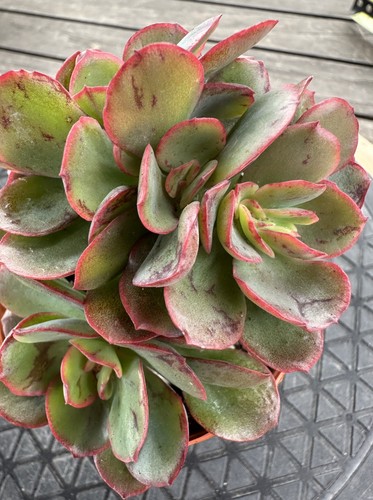 Echeveria juliana crested - ,