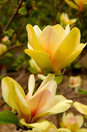 Magnolia hardy yellow - magnolia,