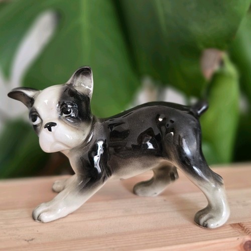 Vintage boston terrier - vintage,
