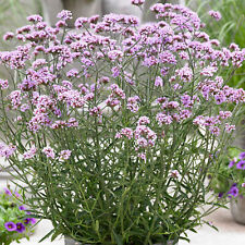 Verbena Lollipop | Deciduous Perennial | Outdoor Potted Plant | Flowering Plant