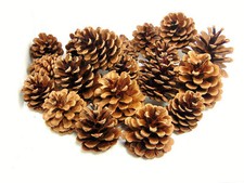 250g Pack Natural Pine Cones 5