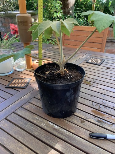 Tetrapanax plant - tetrapanax,