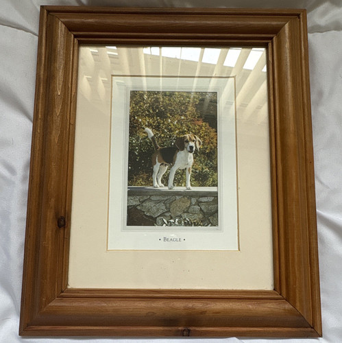 Framed mounted beagle dog - mounted,