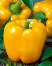Vegetable - Sweet Pepper Yellow - California Wonder - 50 Seeds - 1st Class
