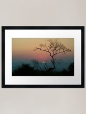 Tree Watching The Perfect