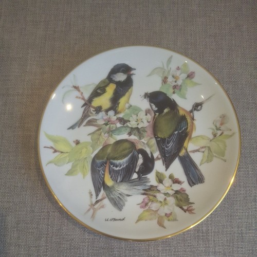 Great titmouse ursula - great,