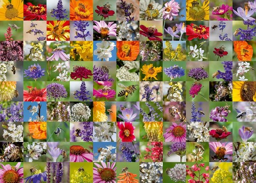 Ravensburger bee collage - collage, 1000
