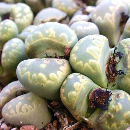 Lithops otzeniana seeds - 15,