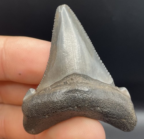 Angustidens shark tooth fossil - shark,