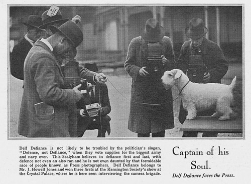 Sealyham terrier delf - delf, defiance