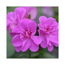2 x Geranium Pac ‘Amelit'