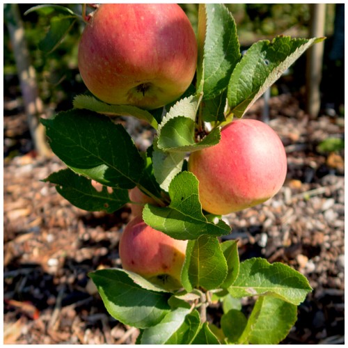 Dwarf bramley seedling - bramley, apple