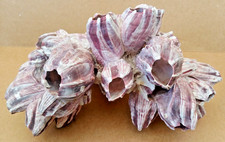 MEDIUM LARGE REAL BARNACLE CLUSTER SEASHELLS 20CM W x 13CM H x 15CM D 315g