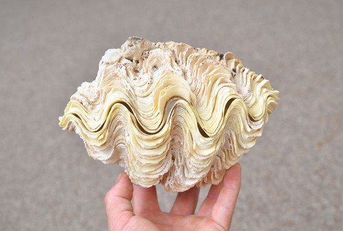 Natural clam clamshell - natural,