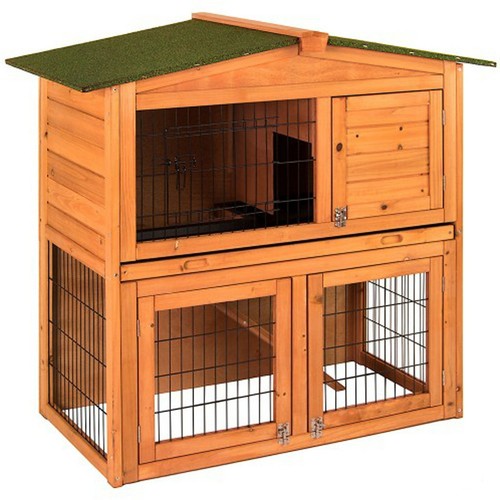 Rabbit hutch guinea - guinea, pig