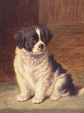 NEWFOUNDLAND CUTE PUPPY LOVELY