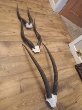 Antique Taxidermy Horns Skull