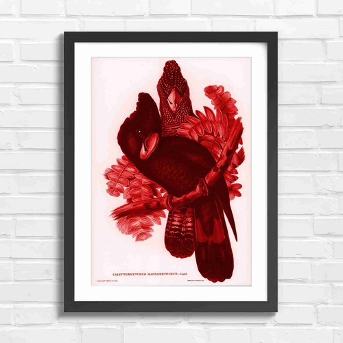 Black cockatoo vintage bird - vintage,
