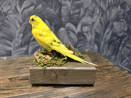 Yellow budgerigar bird - budgerigar,