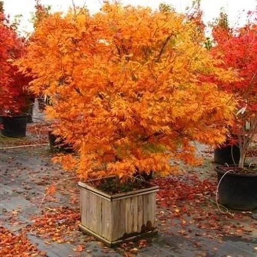 Acer palmatum orange - orange, dream