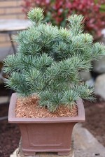 Pinus parviflora"Negishi" Evegreen in 3 Litre Pot 