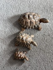 Wade Whimsies Tortoise Turtle Trinket Box Set of 3 Vintage