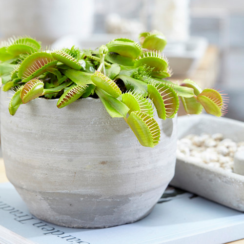 Venus fly trap small air - fly,