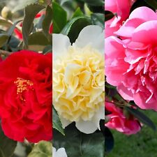 Camellia Plant japonica 3 x Mix in 9cm Pots - Evergreen Garden Flowering Shrubs