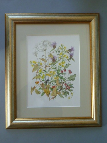 Original botanic watercolour - original,