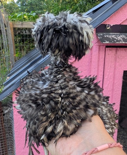Rare mystery fertile chicken - fertile,