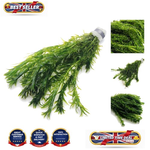 Live stem elodea densa - elodea,