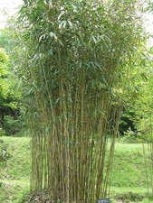 Pseudosasa japonica Arrow Bamboo 9cm Pot