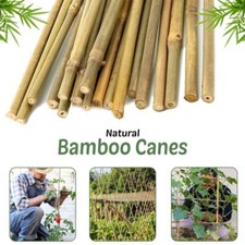 2FT 3FT 4FT 5FT 6FT Bamboo Garden Canes Strong Thick Quality Plant Support Stick