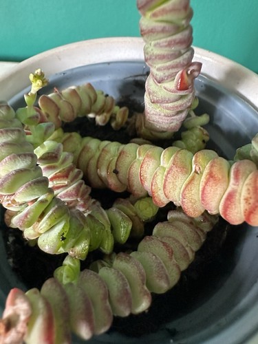 Crassula worm plant jade - crassula/worm, plant/jade