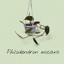 Philodendron Scandens Micans