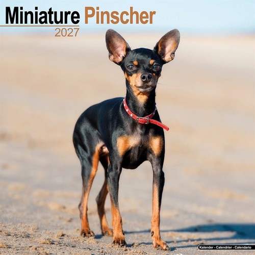 Miniature pinscher calendar - miniature,
