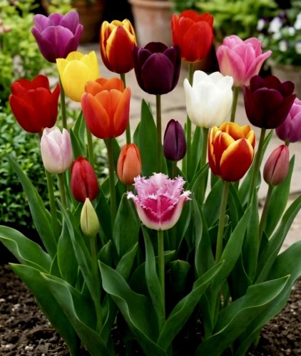 Bulbs tulips mixed - bulbs,