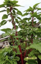 DUGI, Data, DENGA , AMARANTH