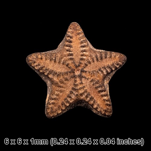 Crinoid star fossil oxford - crinoid,