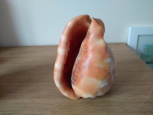 Bull mouth helmet conch 15cm - bull,
