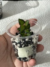 Hoya chinghungensis variegated